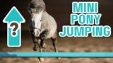 FREE JUMPING DUKE THE MINI PONY!