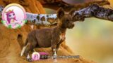 Filly Funtasia's Colourful Animals World – Season 2 – African Wild Dogs Are Really Busy