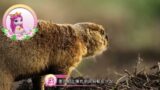 Filly Funtasia's Colourful Animals World – season 2 – Savvy marmots build their own home