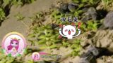 Filly Funtasia's Colourful Animals World – season 2 – Survival Challenges for Baby Turtles