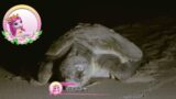 Filly Funtasia's Colourful Animals World – season 2 – Turtle Wanli Digging Nest