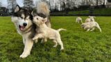 Giant Husky Reacts To Meeting 8 Golden Retriever Puppies! He Wants To Adopt Them! (Cutest Ever!!)