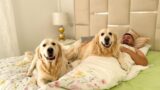 Golden Retrievers occupy their owner's bed