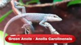 Green Anole is a speedy hunter – Anolis Carolinensis