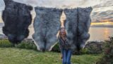 Hand-curing rugs from seaweed-eating sheep on a remote Scottish island farm & the Orkney County Show