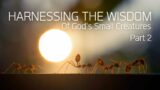 Harnessing the Wisdom of God's Small Creatures: Part 2 | Pastor Brian Gerig