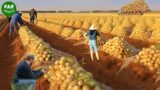 Harvesting Potatoes On The Farm, The Most Modern Agriculture Machines That Are At Another Level