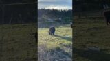 Hello Mr. Bull! #adventure #travelvlog #california #travel #vlog #animals #bull #cow #nature