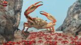 How Australia Deals With The Invasion Of 350 Million Red Crabs – Invasive Animals
