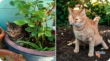 How to KEEP CATS OUT of Your Garden Without Harming Them – How to Scare Cats Away from the Plants