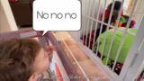 Human baby reprimands Monkey Toby!