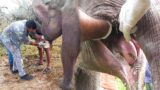 Humanity! Pain relief to an Elephant starving with an injured jaw caused by a mouth bomb