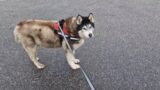 Husky Argues With Me On Our Walk