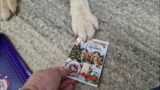 Husky Opens His Christmas Mail