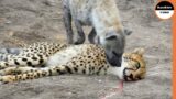 Hyenas Deprive Cheetahs of Their Right To Feed