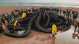If These Terrifying Beached Creatures Were Not Filmed, No One Would Have Believed ..!!