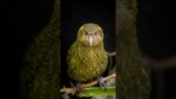 Kakapo (curious)