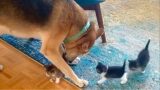 Kittens Grew To LOVE a Sweet Dog and Thought He Was Their Mom