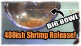 Largest Shrimp Release EVER in a 22 Gallon Bookshelf Aquascape! | Super Simple Layout.