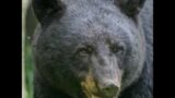 Laurie Cooksey's Black Bear Attack