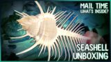 Let's Unbox! Opening a Mystery Box of Seashells | Mail Time! #unboxing #shells