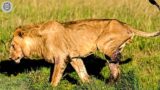 Lion Gets Injured And Breaks His Leg While Trying To Hunt, And What Happens Next? | Animal Attacks