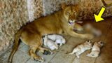 Lioness Gives Birth, But What She Gave Birth To Shocked Everyone!