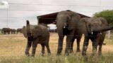 Little Elephant Phabeni Meets the Herd at the Fence! Khanyisa, Timisa, Pisa, Limpopo & Kumbura!