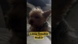 Little trouble maker #puppy #dog