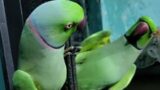 Live Livestream Bolne wala tota Batuni tota #youtube #parrot #talkingparrot amazing talking parrot