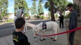 Lt . Rowdy at the 40th Annual 2023 Granada Hills Holiday Parade 2 of 9 12032.