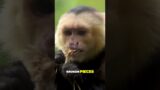 Mind Blowing Tool Skills of Capuchin Monkeys in Brazil!  #facts