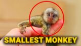 Most Shocking Smallest Animals In The World By The Facts Report