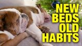 New Beds for the Bulldogs – But Guess Where They End Up Sleeping?