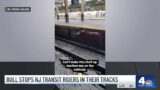 No Bull! Bovine stops NJ Transit riders in the tracks in Newark on Thursday| NBC New York