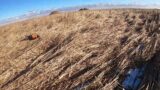 Nodak pheasant hunting Dec 17, 2023