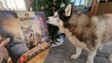 Old Husky Gets To Open His Very Own