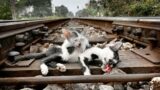 Rescue abandoned kittens on the tracks thought they couldn't survive but a miracle happened