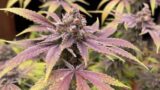 Seed To Harvest Documentary – Barney's Farm Purple Punch ft. Mars Hydro FC6500