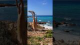 Socotra Island or The Alien Island #socotraisland #alien #earth #shorts