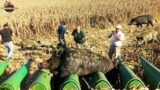 The Battle Of American Farmers And Hunters Against Millions Of Wild Boars Attacking Corn Fields
