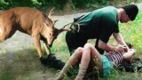 The Deer Immediately Jumped to the Rescue of this Woman and Saved her from a Mugger