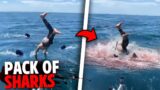 This Man Gets Eaten Alive By PACK OF SHARKS After Jumping On Them!