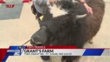 Tim's Travels: New animal show this season at Grant's Farm
