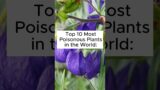 Top 10 Most Poisonous Plants in the World: #shorts #plants #top