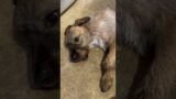 Trouble maker #dog #puppy #funny #comedy #funny #viral #exciting #entertainment