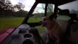 Twilight bush runs after hot Summer days for the dog pack – Tilly riding shotgun
