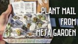 Unboxing Plant Mail from Mesa Garden! | "Life is like a box of Conophytum" (said no one)