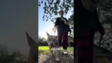 Video of adoptable pet named Banyon