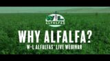 Why Alfalfa?